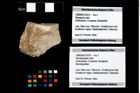 Foto (Objekt + Etikett) von Mundopsidae indet.  (NHMW-GEO-1990-0041-3276)